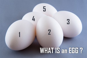 WHAT IS an EGG?